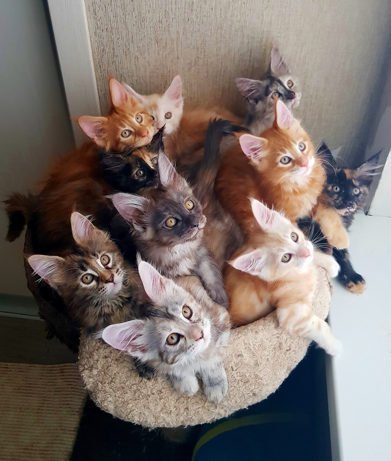 Здоровые котята